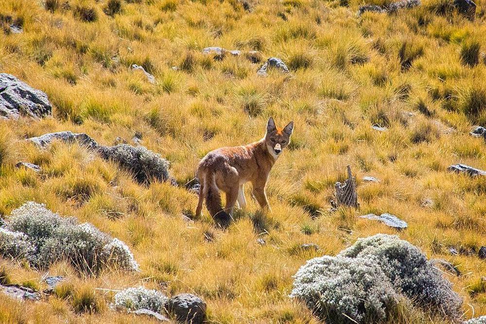 The Ethiopian Wolf, the only wolf species known to inhabit Africa